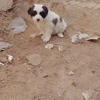 توله نر روزگاری