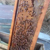 شکر برای زنبور عسل