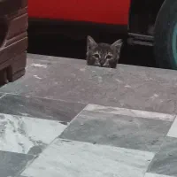 واگذاری فوری بچه گربه ایرانی