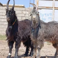 چپش شاخ جفت انبری پازن بز