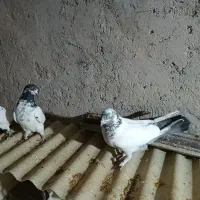 کبوتر