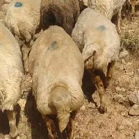 گوسفند داشتی