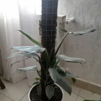 گل اپارتماتی زیبا