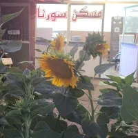 آپارتمان ۴۵ متری