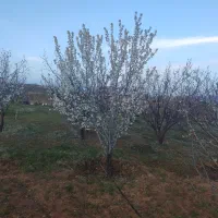 خانه باغ 1500 متری  دارای مجوز کامل