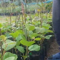 فروش نهال کیوی ۱ساله
