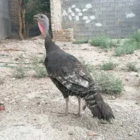 بوقلمون ماده ۲۵۰۰فقط