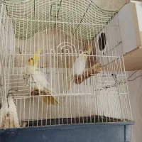 سه عدد عروس هلندی ویک جفت مرغ عشق با تخفیف