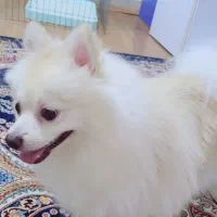 سگ پامر ، پامرین روباهی