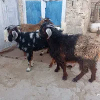 ۴تاکهره نر زیر قیمت بازار دونه ۱۲۵۰۰