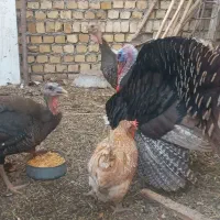 بوقلمون محلی