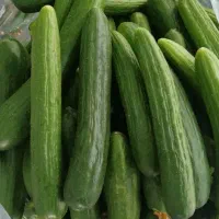 خیار قلمی