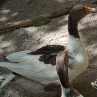 فروش چهار عددغاز