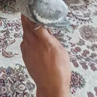 عروس هلندی