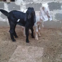 فروش.۲راس کهره شیر خوار دورگ پاکستانی