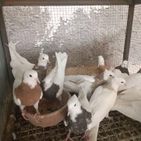 کبوتر طوقی