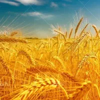 فروش گندم درجه یک