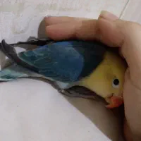 کوتوله بریزیلی خونگی