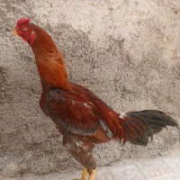 خروس|حیوانات مزرعه|زنجان, |دیوار