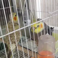 عروس هلندی مولد 3جفت