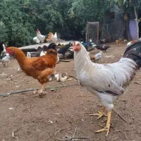مرغ و خروس و نیمچه
