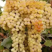 لوله چاهک تحت فشار اصلی