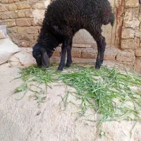 یک عدد بره ماده