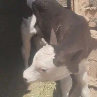 گوساله ماده معاوضه باموتور