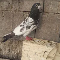 کبوتر تیدی پیور بندرلنگه