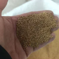 بذر یونجه همدانی.  گندم محلی جو محلی