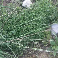 کهلیح اوتی