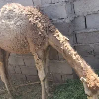 شتر