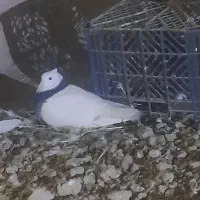 کفتر