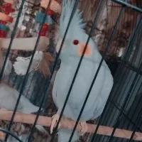 عروس هلندی