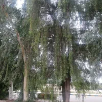 خرید درخت و برش چوب رایگان در سراسر استان
