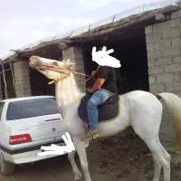 فروش فوری اسب