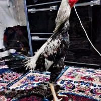 جوجه خروس. اوشامو ترک