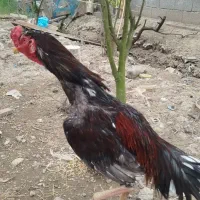 تخم خروس لاری تضمینی