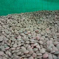 عدس بوجاری شده اردبیل