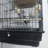 یک جفت عروس هلندی مولد