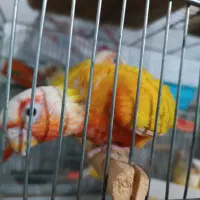 گیرینچیک راهب سهره  شاه طوطی قناری  ملنگو برزیلی