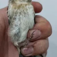 یک عدد جوجه سهره کال