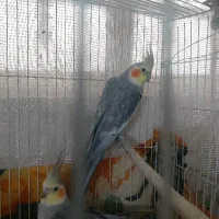 دوعدد عروس هلندی نر مولد
