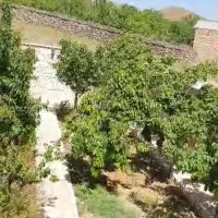 باغچه-با-23-اصل-در-خت-گردو-ی-کهنسال