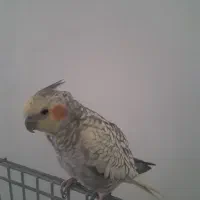 عروس هلندی سخنگو