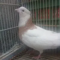 طوقی زرد ماده کفتر