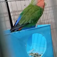 گمشده