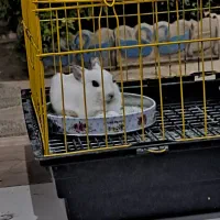خرگوش