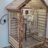 قفس پرنده (پایان سال)