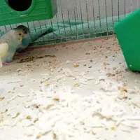 جو جه مرق عشق برای دستی کردن